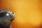 British gray cat looking up on a bright orange background. Yellow eyes. Portrait of serious kitten. Lovely. Orange background