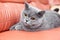 British gray cat lying on a red couch