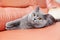 British gray cat lying on a red couch