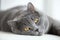 British gray cat lying on the window, closeup