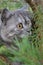 British grey cat on a summer walk with a surprised funny feeling, up a tree. kind of trecatorii looking forward. Pet care, natural