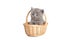 British grey short-hair kitten in a basket