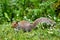 British grey squirrel in Cornwall