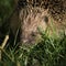British Hedgehog - Erinaceinae