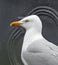 British heron seagull head and shoulders side profile