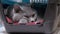 British Home Gray Cat is Lies inside Carrier Box, Resting, Sleeping. 4K