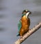 British Kingfisher