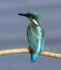 British Kingfisher