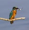 British Kingfisher