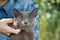 British kitten on arm of the boy outdoors