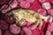 British kitten chinchilla golden ticked luxuriates in the rays o