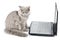 British kitten in front of laptop isolated
