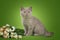 British kitten on a green background with a bouquet of flowers