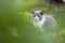 British kitten hiding in the grass and catching butterflies. The concept of walks in the fresh air