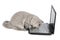 British kitten and laptop isolated