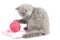 British kitten playing with pink clew isolated