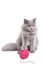 British kitten playing with pink clew isolated
