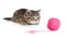 British kitten playing red clew or ball