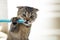 British kitten and a toothbrush. The cat is brushing his teeth