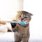 British kitten and a toothbrush. The cat is brushing his teeth