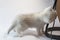 British kitten white chinchilla gnaws table lamp wire.