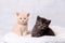 British kittens on a light background