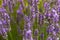 British Lavender Field