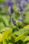 British lavender with green leaves blooming beautifully in a natural garden outside