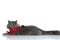 British longhair cat with red bandana lying down lazy