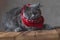 British Longhair cat with red bandana sticking out tongue