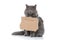 British longhair cat sitting with board on neck happy