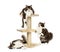 British longhair cats on a cat tree
