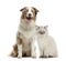 British Longhair kitten and Australian Shepherd sitting