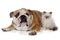 British longhair kitten and english bulldog