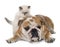 British longhair kitten and english bulldog