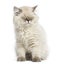 British Longhair kitten, sitting, eyes closed, isolated