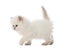 British Longhair Kitten walking, 5 weeks old