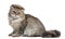 British Longhair kitten wearing straw hat sitting