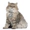 British Longhair kitten wearing a tie sitting