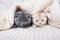 British lop-eared kittens