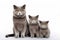 British mother - cat and kittens isolated