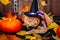 British orange cat wearing witch hat lying near Halloween pumpkin on wooden background