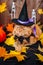 British orange cat wearing witch hat lying near Halloween pumpkin on wooden background