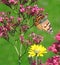 British painted lady butterfly feeding on rose bush flower nectar