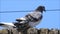 British pigeon pigeons birds bird pets pet animals wild wildlife pests vermin urban roosting nesting roost