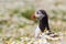 British Puffin Seabird & x28;Fratercula arctica& x29; from Skomer Island,