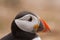 British Puffin Seabird & x28;Fratercula arctica& x29; from Skomer Island,