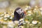 British Puffin Seabird & x28;Fratercula arctica& x29; from Skomer Island,
