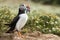 British Puffin Seabird & x28;Fratercula arctica& x29; from Skomer Island,