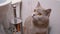 British Purebred Cat, Sitting in Toilet and Watching Movement of An Object